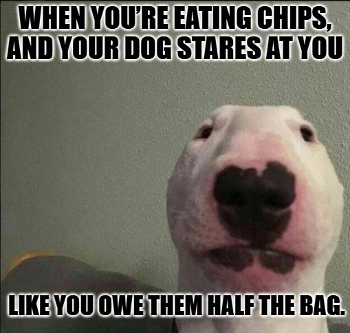 Eating Pets Memes