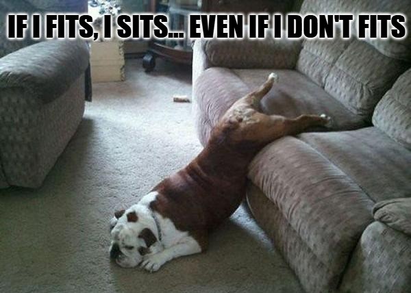 Dog Meme