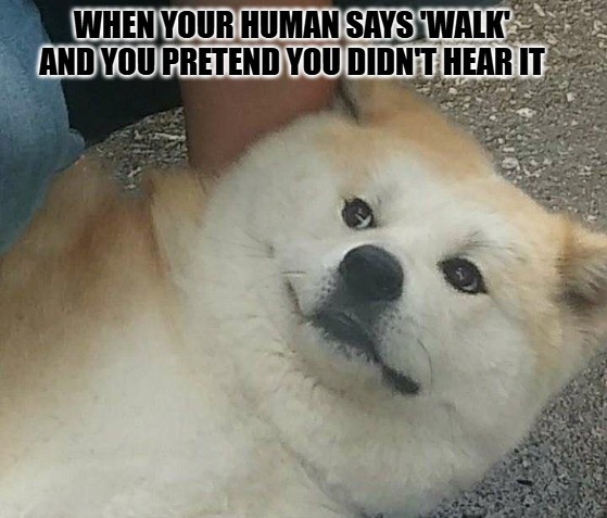 Dog Meme