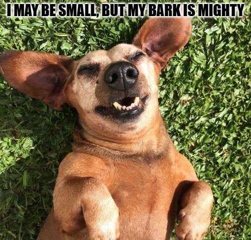 Dog Meme