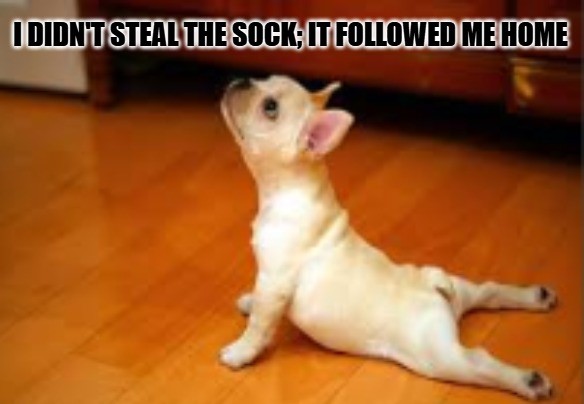 Dog Meme