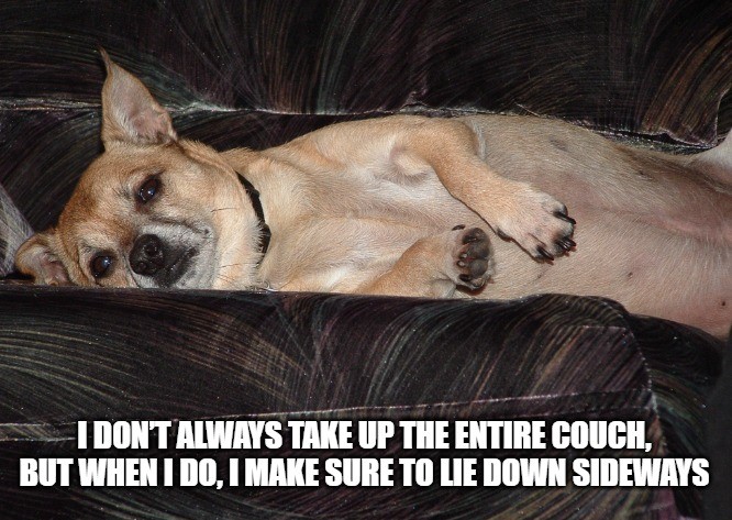 Dog Meme
