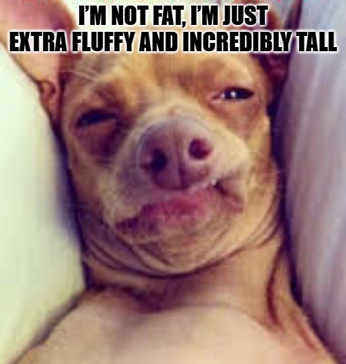 Dog Meme