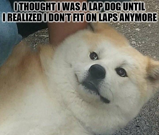 Dog Meme