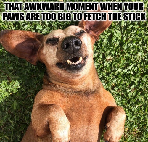 Dog Meme