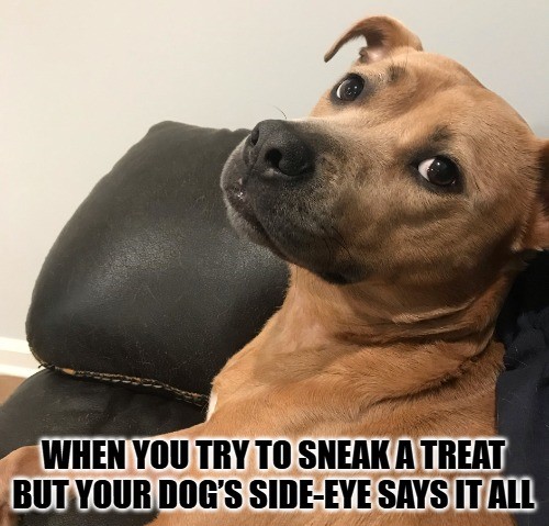 Dog Meme