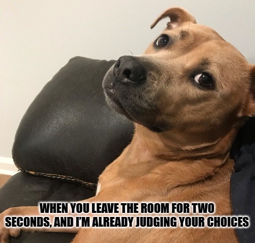 Dog Meme