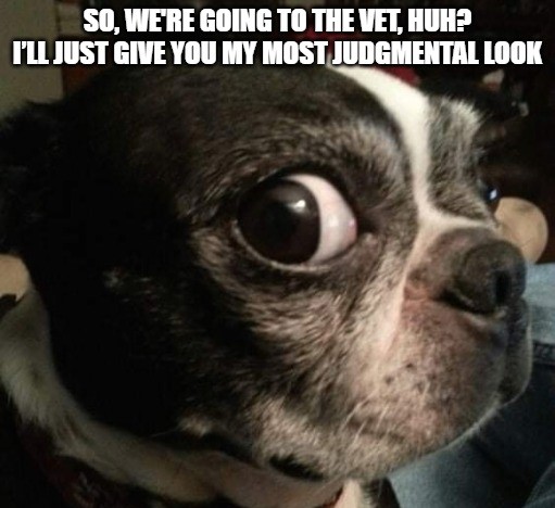 Dog Meme