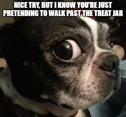 Dog Meme