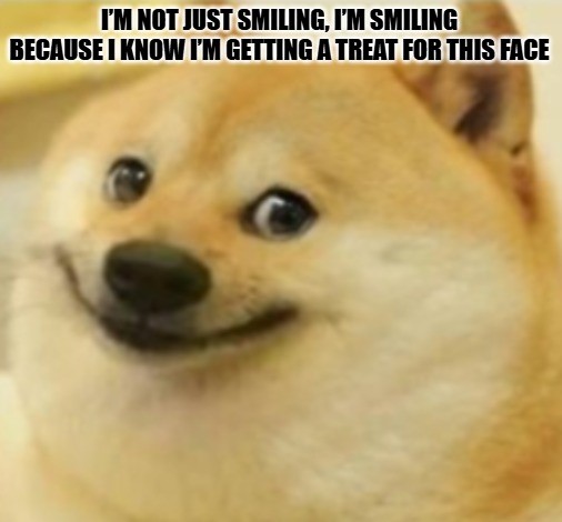 Dog Meme