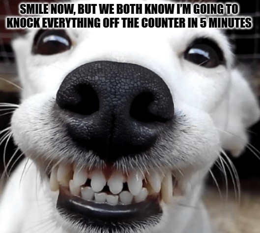 Dog Meme