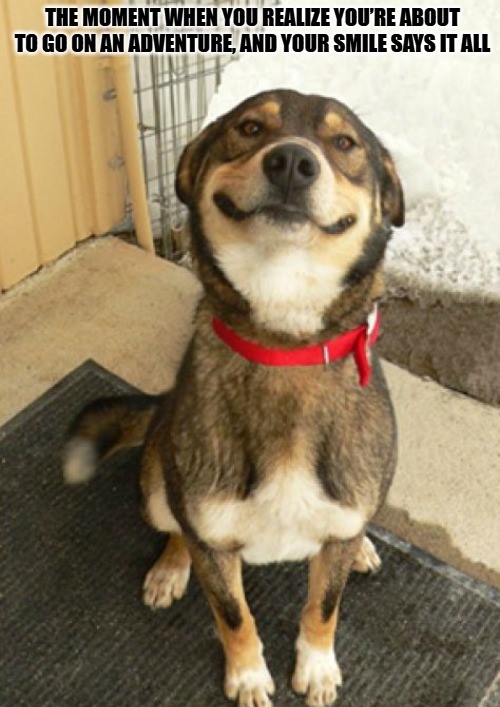 Dog Meme