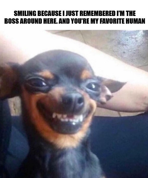 Dog Meme