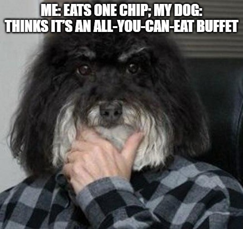 Dog Meme