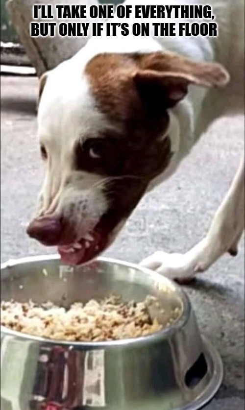 Dog Meme