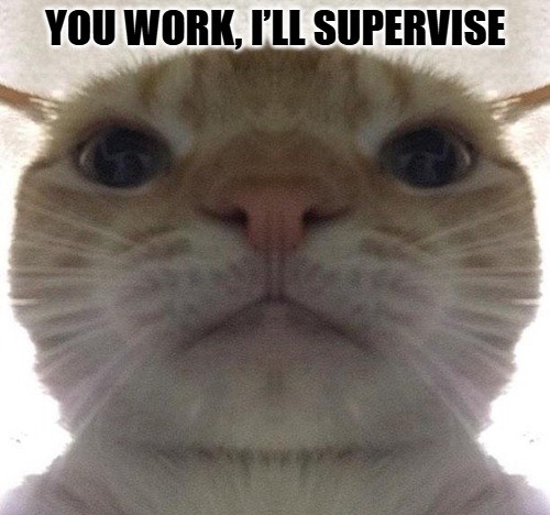 Funny Cat Meme