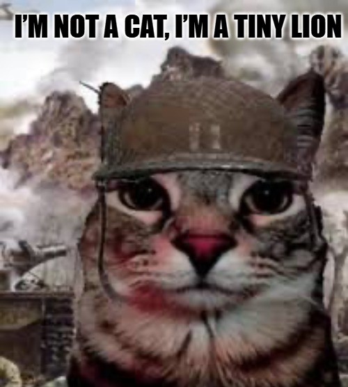 Funny Cat Meme