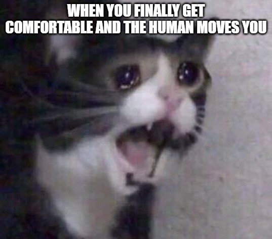 Crying Cat Meme