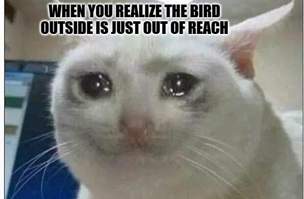 Crying Cat Meme