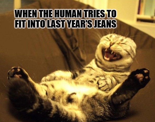 Cat Laughing Meme