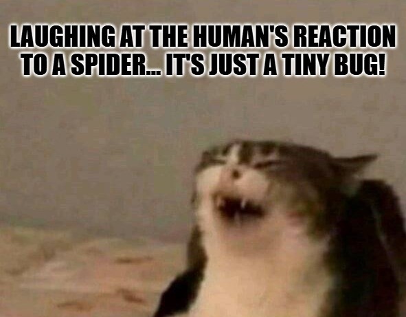 Cat Laughing Meme