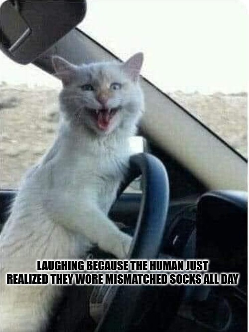 Cat Laughing Meme