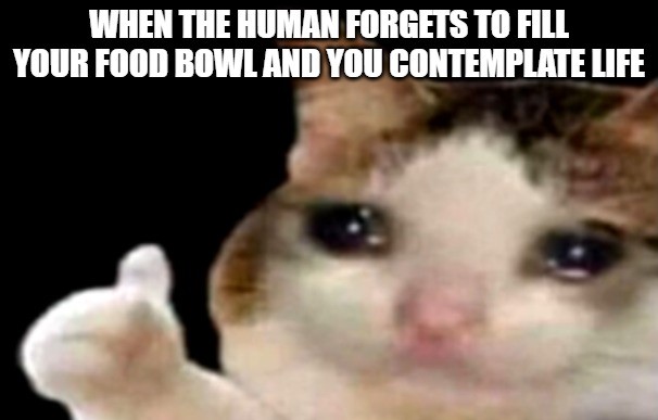 Sad Cat Meme