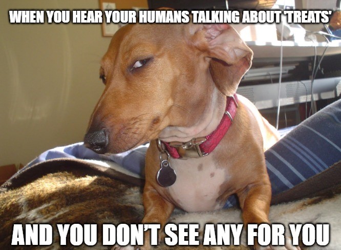 Suspicious Dog Memes