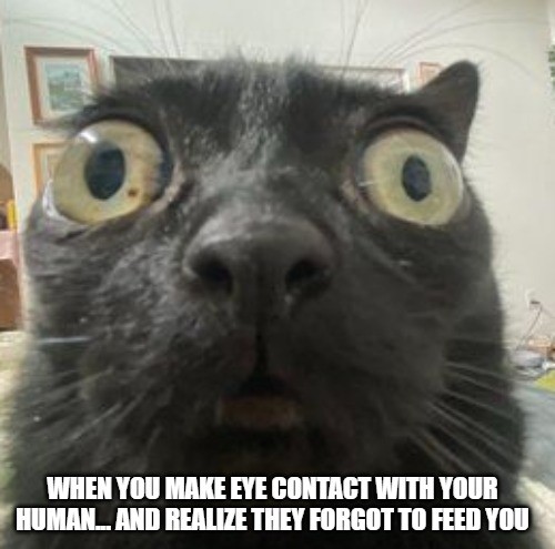 Cat Staring Memes