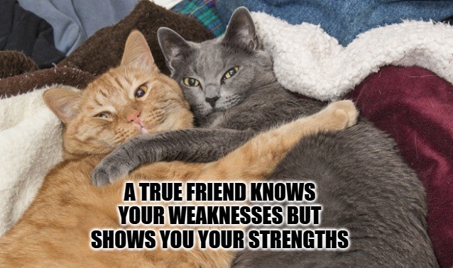 Friendship Memes